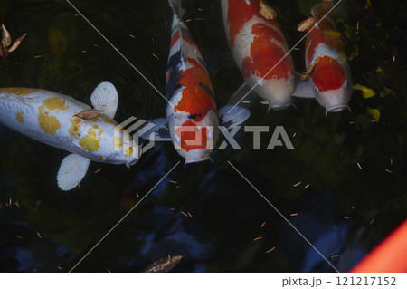 寺の池で飼われている鯉 寺の池で飼われている鯉 121217152