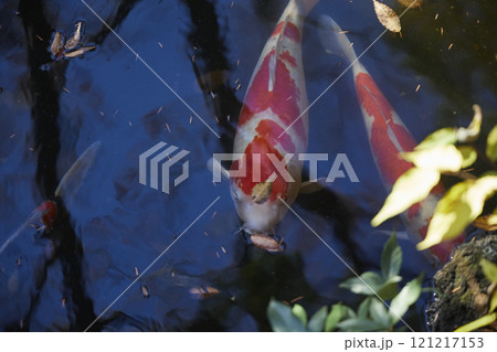 寺の池で飼われている鯉 121217153