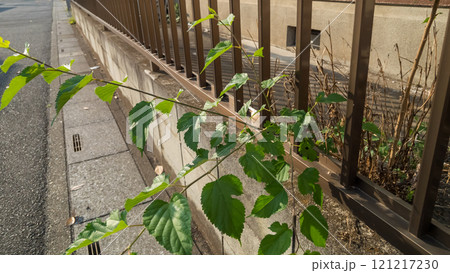 道路にはみ出る植物 道路にはみ出る植物 121217230