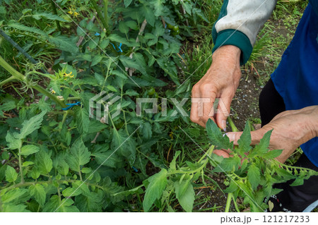 トマトのわき芽を摘む 121217233