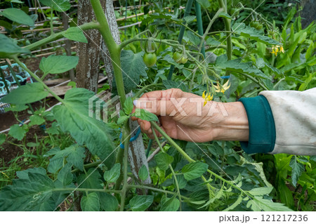 トマトのわき芽を摘む 121217236