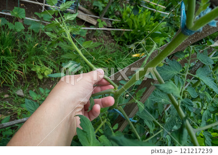 トマトのわき芽を摘む 121217239