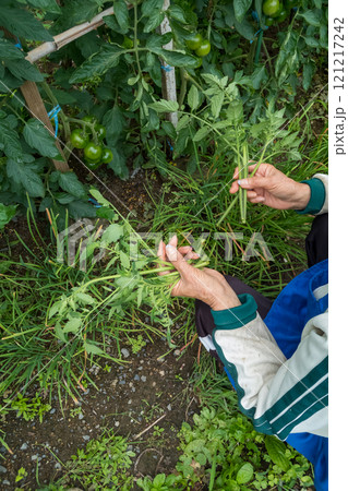 トマトのわき芽を摘む 121217242