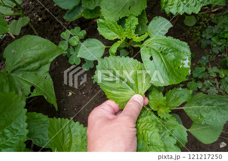 庭のシソを収穫 庭のシソを収穫 121217250