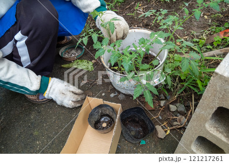 トマトの挿し木 121217261