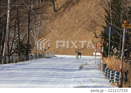冬の道のたたずむエゾシカ 冬の道のたたずむエゾシカ 121217330