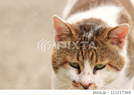 にらみを利かせる親分猫 にらみを利かせる親分猫 121217369