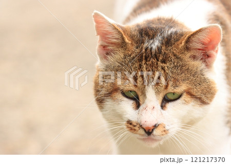 にらみを利かせる親分猫 121217370