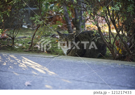 寺の境内 植木 猫 寺の境内 植木 猫 121217433