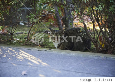 寺の境内 植木 猫 寺の境内 植木 猫 121217434
