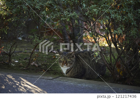 寺の境内 植木 猫 寺の境内 植木 猫 121217436