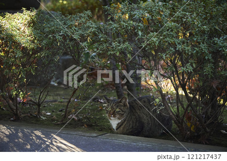 寺の境内 植木 猫 寺の境内 植木 猫 121217437