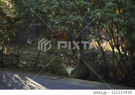 寺の境内 植木 猫 寺の境内 植木 猫 121217439