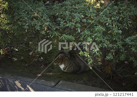 寺の境内 植木 猫 寺の境内 植木 猫 121217441
