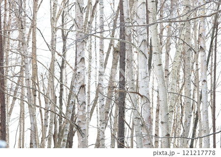 冬の森 湖畔の白樺林 冬の森 湖畔の白樺林 121217778