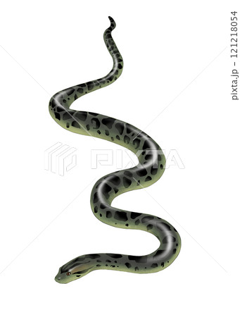 リアルなアナコンダのイラスト 121218054