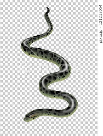 リアルなアナコンダのイラスト 121218054