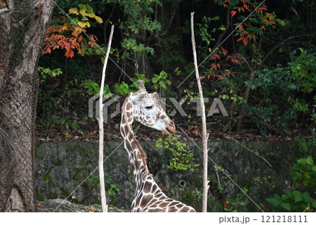 動物園のアミメキリン 121218111