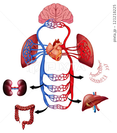 Human Circulatory System and Organs Human Circulatory System and Organs 121218225