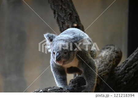 動物園のコアラ 121218394