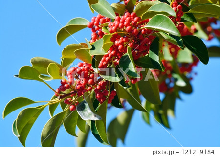 クロガネモチの真っ赤な木の実 クロガネモチの真っ赤な木の実 121219184