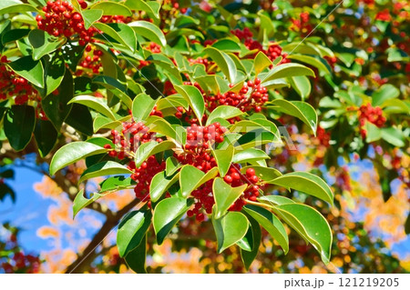 クロガネモチの真っ赤な木の実 クロガネモチの真っ赤な木の実 121219205