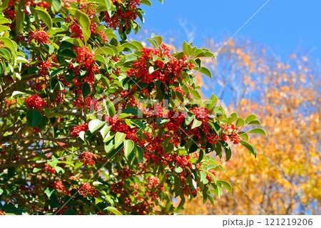 クロガネモチの真っ赤な木の実 121219206