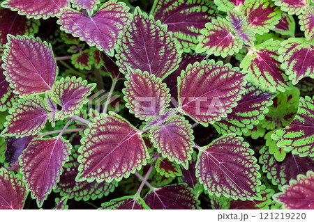 紫色とグリーンのコントラストが美しいコリウスの葉 121219220