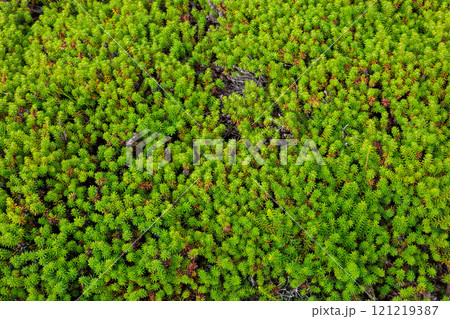 高原の地面を覆うガンコウランの葉 121219387