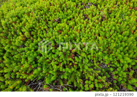 高原の地面を覆うガンコウランの葉 121219390