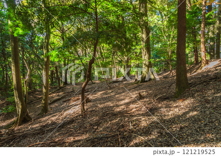 木漏れ日の春日山原始林　奈良市 121219525