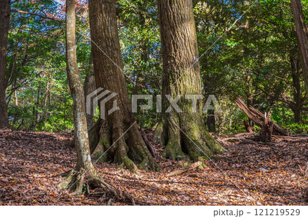 春日山原始林　奈良市 121219529