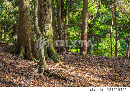 落ち葉散る春日山原始林　奈良市 121219532