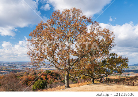 若草山山頂の木　奈良市 121219536