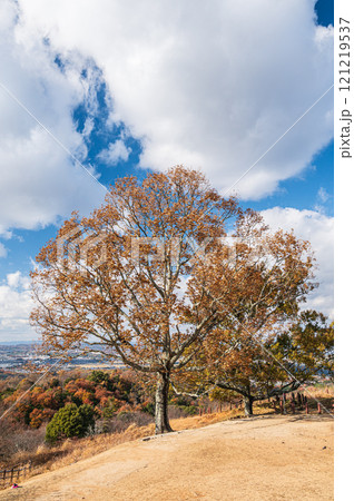 若草山山頂の木　奈良市 121219537