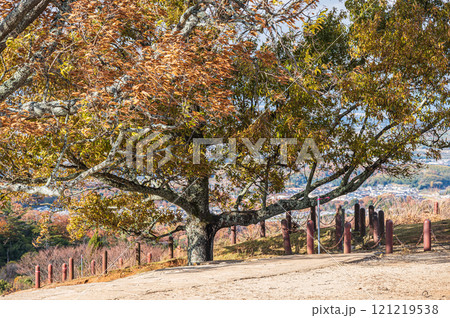 若草山山頂の木 奈良市 若草山山頂の木 奈良市 121219538