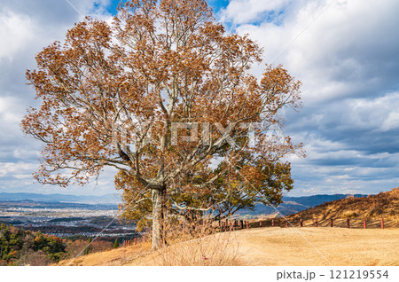 若草山山頂の木　奈良市 121219554