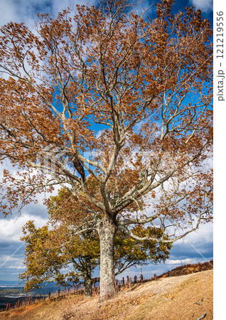 若草山山頂の木 奈良市 若草山山頂の木 奈良市 121219556