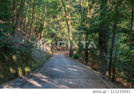 春日山原始林の遊歩道 奈良市 春日山原始林の遊歩道 奈良市 121219561