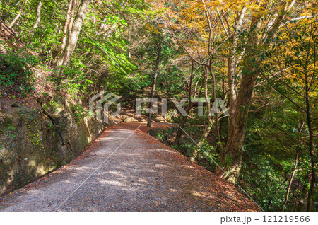落ち葉散る春日山原始林の遊歩道　奈良市 121219566