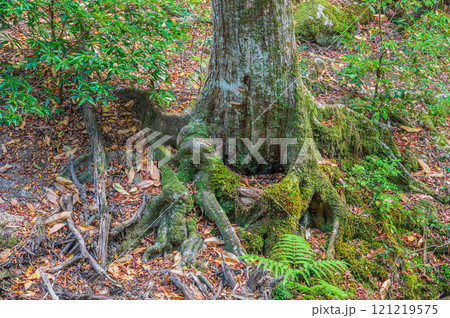 春日山原始林　奈良市 121219575