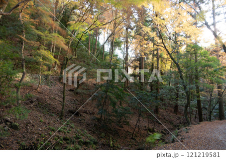 春日山原始林　奈良市 121219581