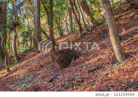 落ち葉散る春日山原始林　奈良市 121219584