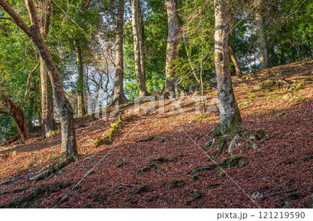 落ち葉散る春日山原始林　奈良市 121219590