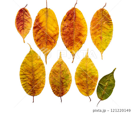 ウワミズザクラの紅葉のドライリーフ ウワミズザクラの紅葉のドライリーフ 121220149