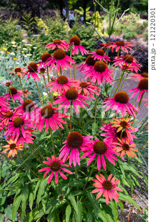 エキナセアの花は輝くピンク色で大変美しい  121220301
