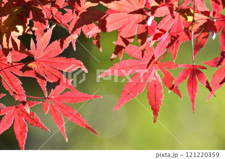 日本の秋の風景　紅葉 121220359