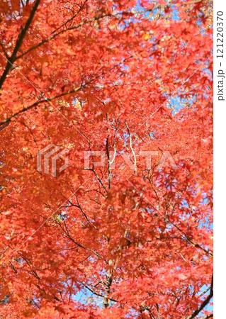 日本の秋の風景　紅葉 121220370
