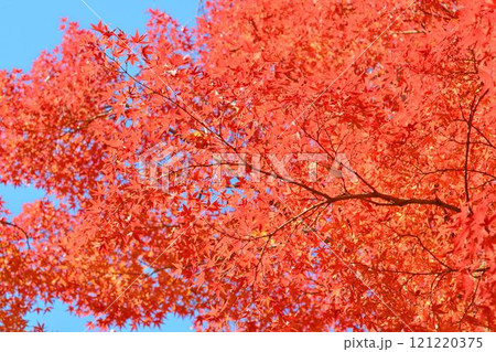 日本の秋の風景　紅葉 121220375