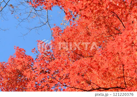 日本の秋の風景　紅葉 121220376